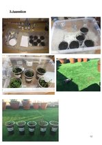 Esszék 'To what Extent Will the Different pH Levels of Water Used to Saturate Thymus Vul', 14.                