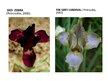 Prezentációk 'Irises Selection in Latvia', 9.                