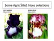 Prezentációk 'Irises Selection in Latvia', 10.                