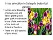 Prezentációk 'Irises Selection in Latvia', 14.                