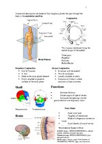 Összefoglalók, jegyzetek 'Anatomy', 1.                