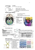 Összefoglalók, jegyzetek 'Anatomy', 2.                
