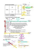 Összefoglalók, jegyzetek 'Anatomy', 5.                