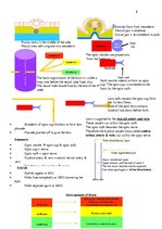Összefoglalók, jegyzetek 'Anatomy', 8.                