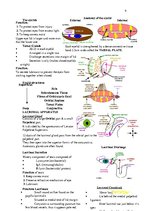 Összefoglalók, jegyzetek 'Anatomy', 9.                