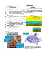 Összefoglalók, jegyzetek 'Anatomy', 11.                