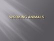 Prezentációk 'Working Animals', 3.                