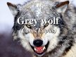 Prezentációk 'Grey Wolf', 1.                