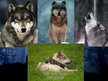 Prezentációk 'Grey Wolf', 13.                