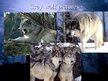 Prezentációk 'Grey Wolf', 28.                