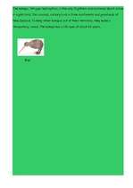 Kutatási anyagok 'New Zealand', 7.                