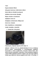 Összefoglalók, jegyzetek 'Szárazföldi állatok rendszertani besorolása, jellemzése saját képanyaggal', 6.                