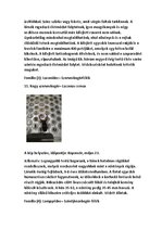 Összefoglalók, jegyzetek 'Szárazföldi állatok rendszertani besorolása, jellemzése saját képanyaggal', 14.                