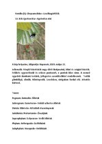 Összefoglalók, jegyzetek 'Szárazföldi állatok rendszertani besorolása, jellemzése saját képanyaggal', 16.                