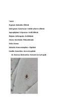 Összefoglalók, jegyzetek 'Szárazföldi állatok rendszertani besorolása, jellemzése saját képanyaggal', 21.                