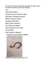 Összefoglalók, jegyzetek 'Szárazföldi állatok rendszertani besorolása, jellemzése saját képanyaggal', 37.                