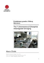 Gyakorlati jelentések 'The Y Chromosome of Drosophila Melanogaster and Aging', 1.                