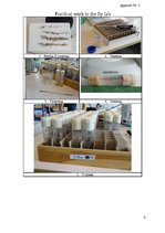 Gyakorlati jelentések 'The Y Chromosome of Drosophila Melanogaster and Aging', 9.                