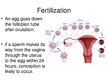 Prezentációk 'Foetal Development', 4.                