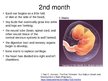 Prezentációk 'Foetal Development', 8.                