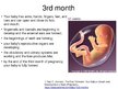 Prezentációk 'Foetal Development', 10.                